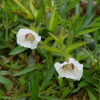 Centranthera indica (L.) Gamble